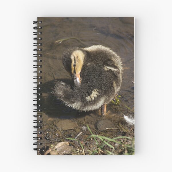 Item preview, mallard duckling preening designed and sold by alan tunnicliffe.