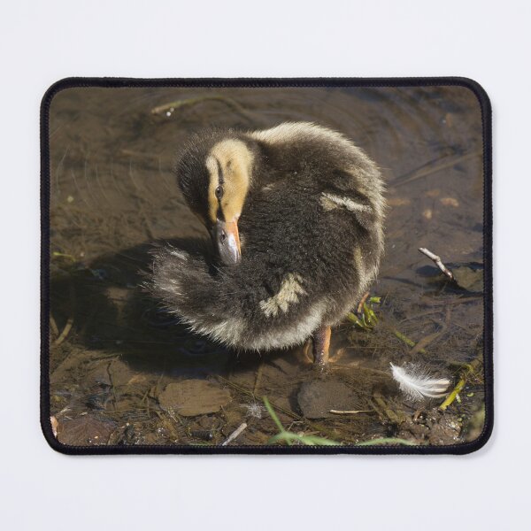 Item preview, mallard duckling preening designed and sold by alan tunnicliffe.