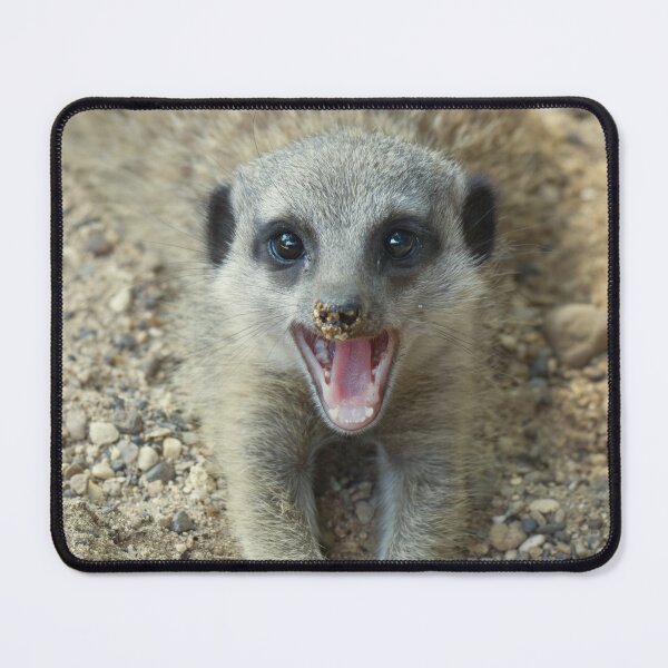 Item preview, close up meerkat with mouth open designed and sold by alan tunnicliffe.