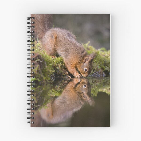 Item preview, red squirrel drinking with reflection designed and sold by alan tunnicliffe.