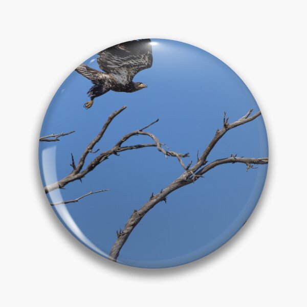 Item preview, Juvenile Bald Eagle's First Battle or Playtime designed and sold by PsychoAlien.com.