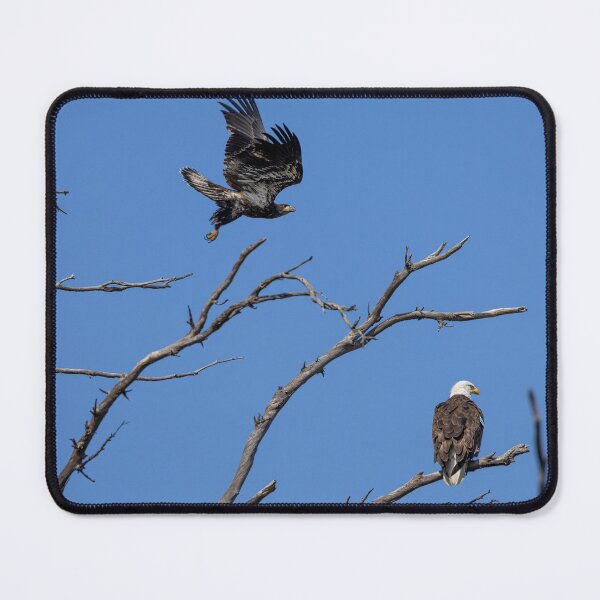 Item preview, Juvenile Bald Eagle's First Battle or Playtime designed and sold by PsychoAlien.com.