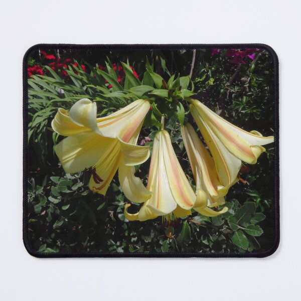 Item preview, Creamy Yellow Trumpets designed and sold by wiggyofipswich.