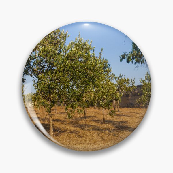 Item preview, Young Olive Orchard On Dry Mediterranean Hillside With Blue Sky And Golden Sunlight designed and sold by Nmallia.