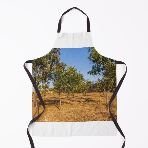 Item preview, Young Olive Orchard On Dry Mediterranean Hillside With Blue Sky And Golden Sunlight designed and sold by Nmallia.