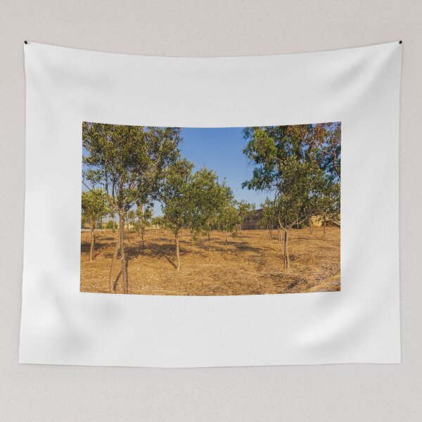 Item preview, Young Olive Orchard On Dry Mediterranean Hillside With Blue Sky And Golden Sunlight designed and sold by Nmallia.