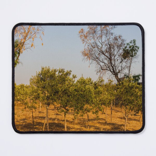 Item preview, Young Olive Orchard On Dry Mediterranean Hillside With Blue Sky And Golden Sunlight designed and sold by Nmallia.