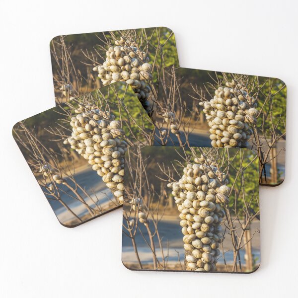 Item preview, Cluster Of Snail Shells On A Tree Trunk In Dry Outdoor Landscape designed and sold by Nmallia.
