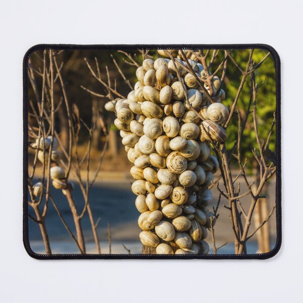 Item preview, Cluster Of Snail Shells On A Tree Trunk In Dry Outdoor Landscape designed and sold by Nmallia.