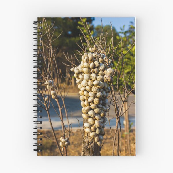 Item preview, Cluster Of Snail Shells On A Tree Trunk In Dry Outdoor Landscape designed and sold by Nmallia.