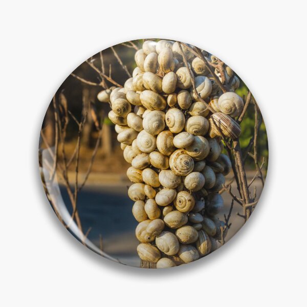 Item preview, Cluster Of Snail Shells On A Tree Trunk In Dry Outdoor Landscape designed and sold by Nmallia.