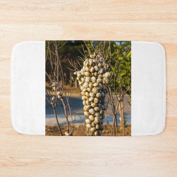 Item preview, Cluster Of Snail Shells On A Tree Trunk In Dry Outdoor Landscape designed and sold by Nmallia.