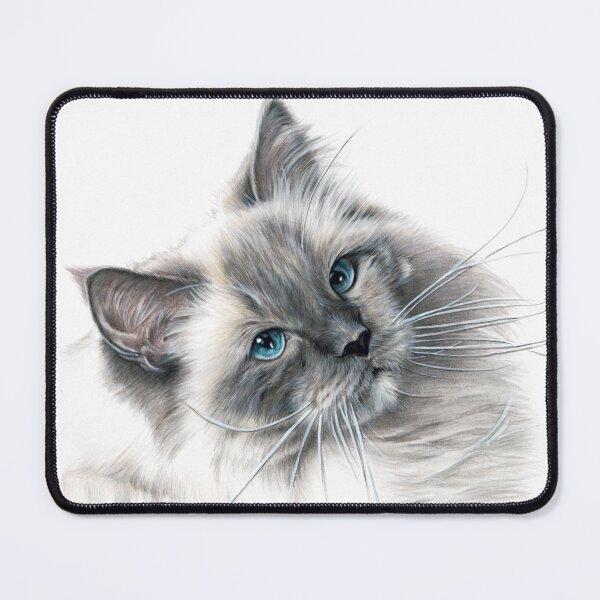 Item preview, Blue eye Ragdoll cat colour pencil fine art drawing designed and sold by SemaMartinArt.