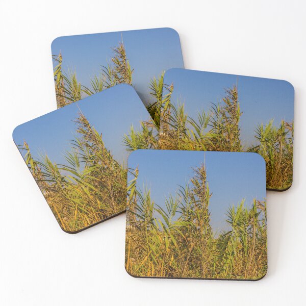 Item preview, Sunlit Dry Reeds and Tall Grass in Golden Marsh Landscape designed and sold by Nmallia.