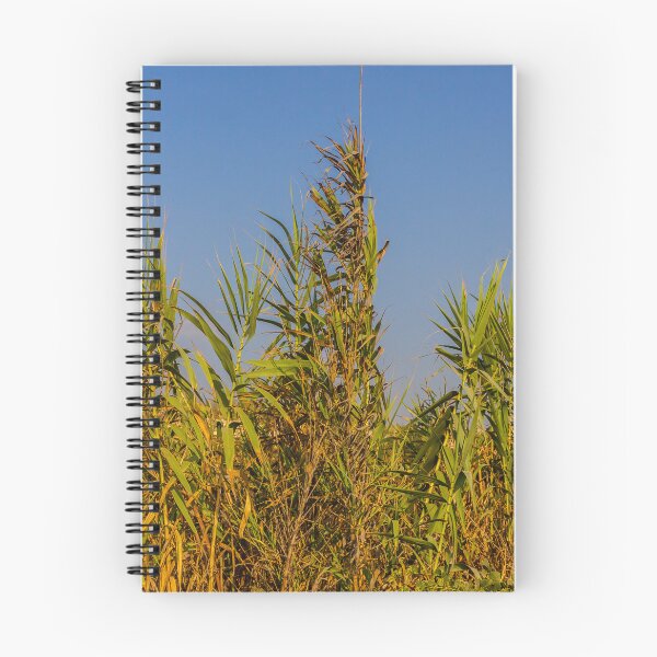 Item preview, Sunlit Dry Reeds and Tall Grass in Golden Marsh Landscape designed and sold by Nmallia.