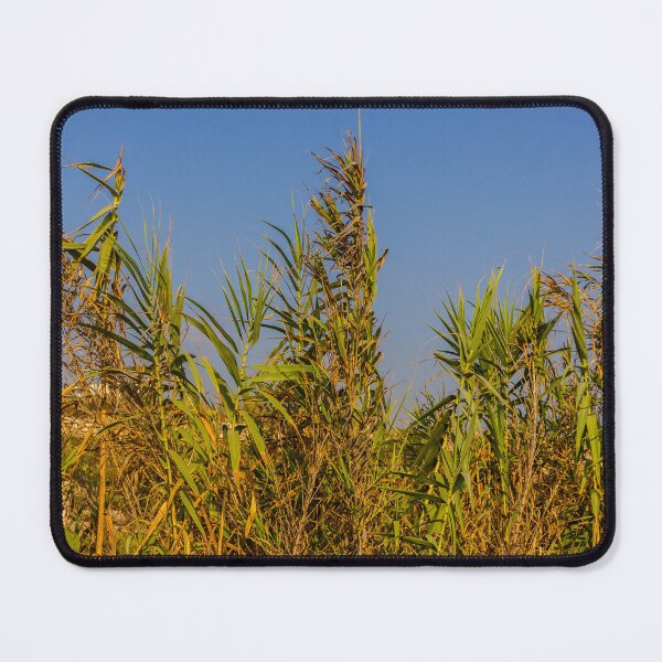 Item preview, Sunlit Dry Reeds and Tall Grass in Golden Marsh Landscape designed and sold by Nmallia.