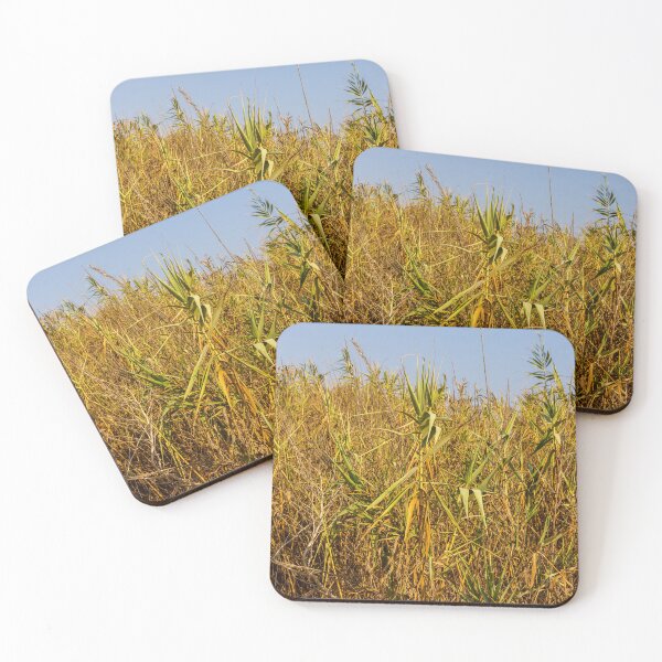 Item preview, Sunlit Dry Reeds and Tall Grass in Golden Marsh Landscape designed and sold by Nmallia.
