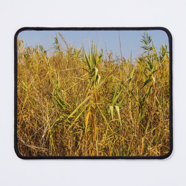 Item preview, Sunlit Dry Reeds and Tall Grass in Golden Marsh Landscape designed and sold by Nmallia.