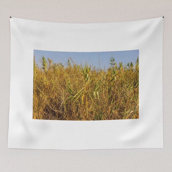 Item preview, Sunlit Dry Reeds and Tall Grass in Golden Marsh Landscape designed and sold by Nmallia.