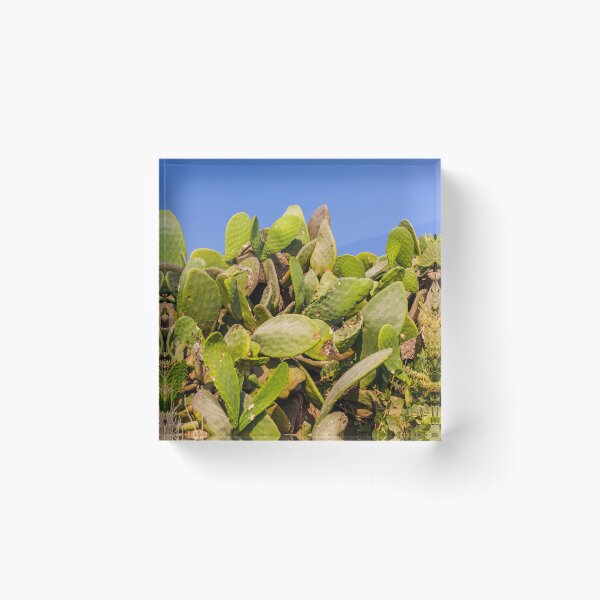 Item preview, Sunlit Prickly Pear Cactus Cluster Against Clear Blue Sky On Rocky Coastal Landscape designed and sold by Nmallia.