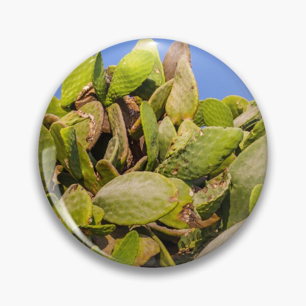 Item preview, Sunlit Prickly Pear Cactus Cluster Against Clear Blue Sky On Rocky Coastal Landscape designed and sold by Nmallia.