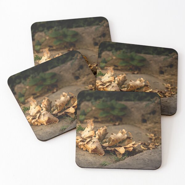 Item preview, Dried Oak Leaves in Golden Light designed and sold by Rabee Khalil Photography.