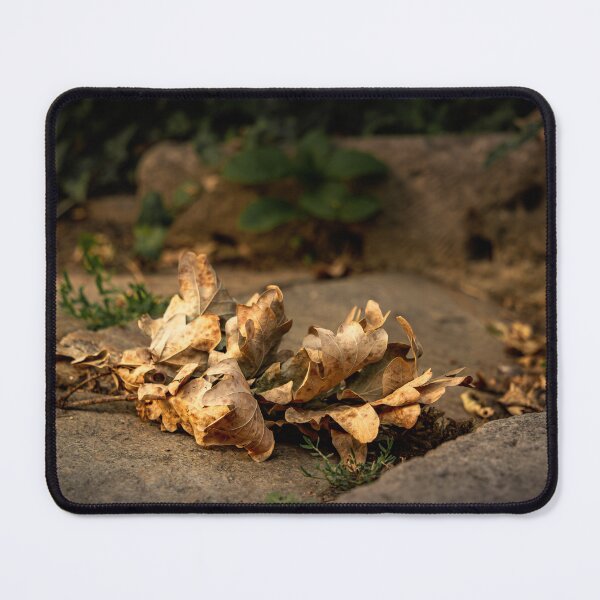 Item preview, Dried Oak Leaves in Golden Light designed and sold by Rabee Khalil Photography.