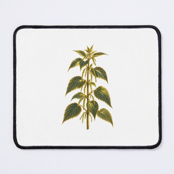 Item preview, Stinging Nettle | Wild Food Foraging Botanical Art | Herbalist Forager Gift designed and sold by Brackenlume Studio.