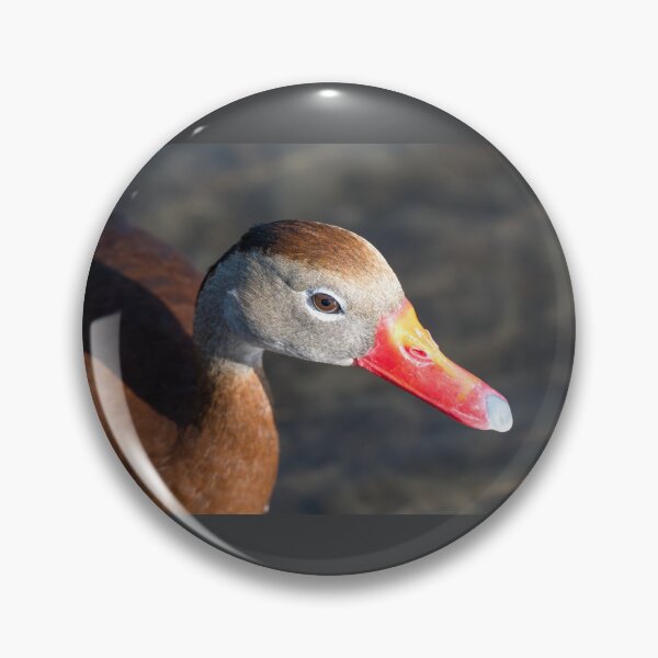 Item preview, Black-bellied Whistling-Duck Close-Up designed and sold by Debra Martz.