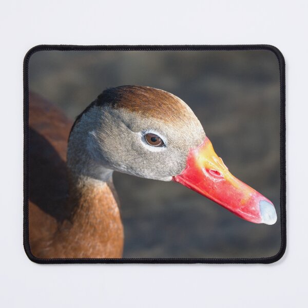 Item preview, Black-bellied Whistling-Duck Close-Up designed and sold by Debra Martz.