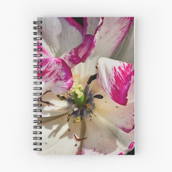 Item preview, Coy Tulip designed and sold by Eidetic Photos.