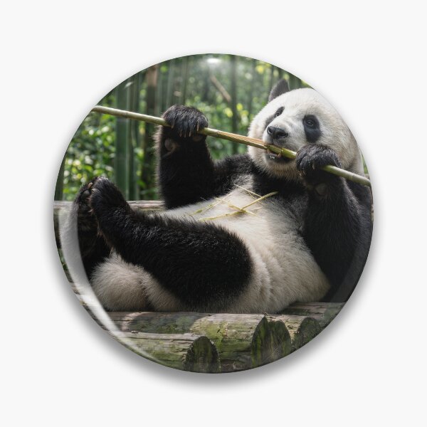 Item preview, Panda Bear Enjoying a Bamboo Stick designed and sold by Maria Dryfhout.