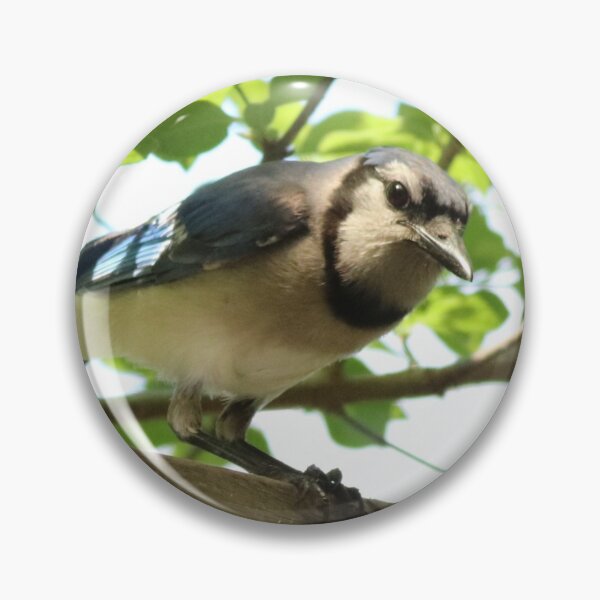 Item preview, A Visiting Blue Jay designed and sold by Judy Geller.