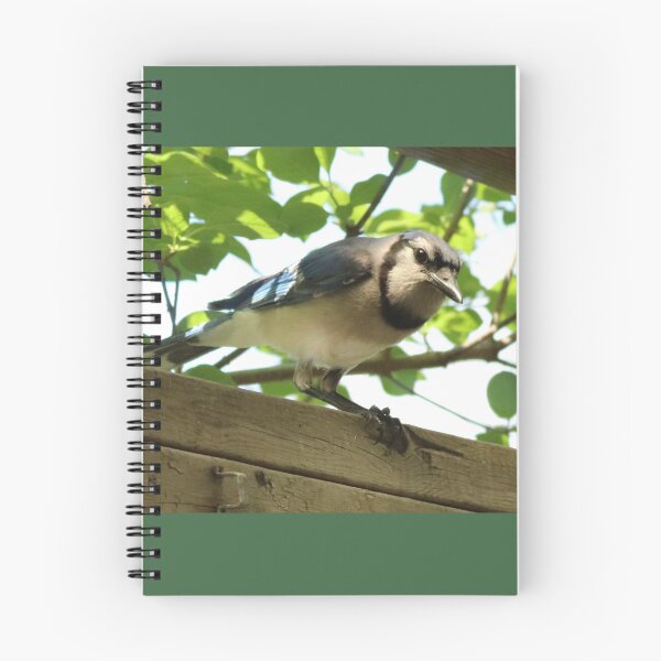Item preview, A Visiting Blue Jay designed and sold by Judy Geller.