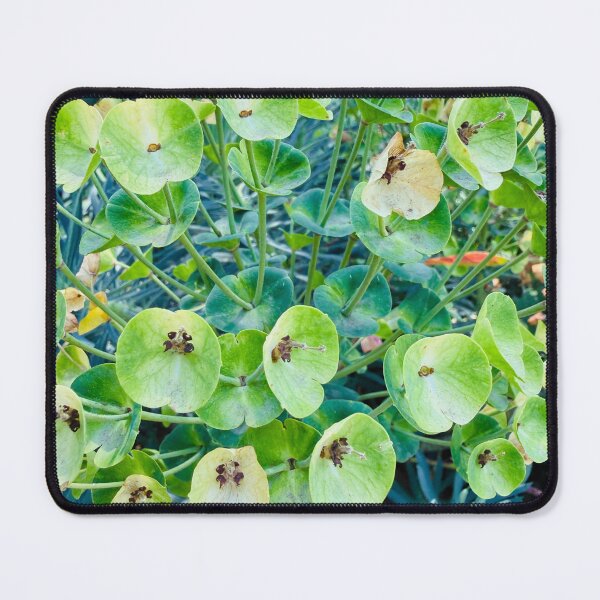 Item preview, Vibrant Green Mediterranean Spurge Blooms designed and sold by BalkanBloomArt.
