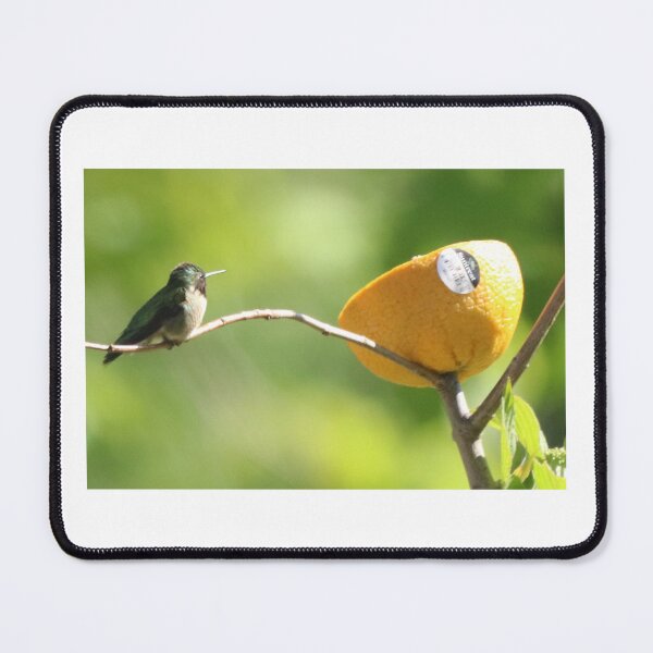 Item preview, Hummingbird considering orange. Will I like this? designed and sold by Judy Geller.