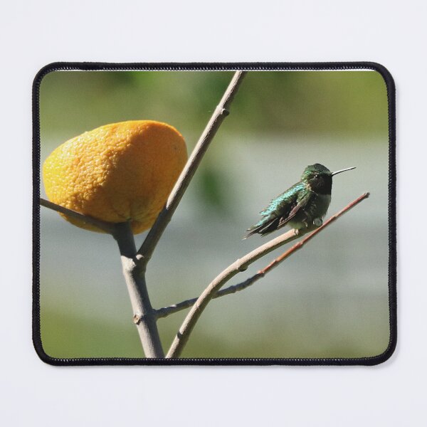 Item preview, Hummingbird Protecting Orange From Predators! designed and sold by Judy Geller.