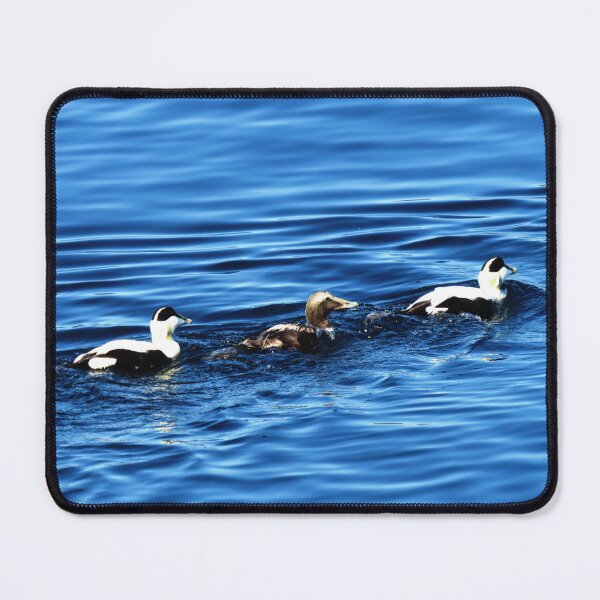 Item preview, 3 Ducks on Blue - Photo designed and sold by GenAumonier.
