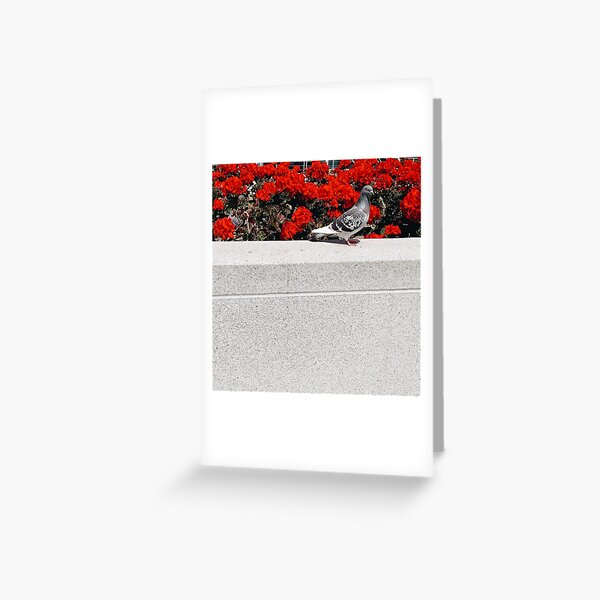 Greeting Card