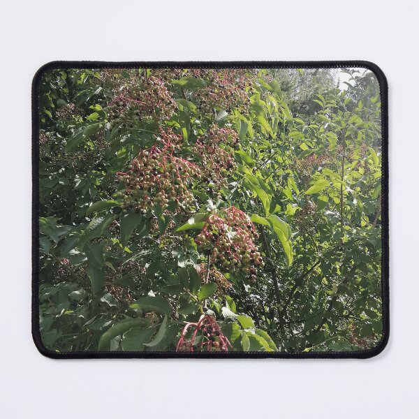 Item preview, Elderberry Clusters in Green Foliage designed and sold by PhuongVoArt.