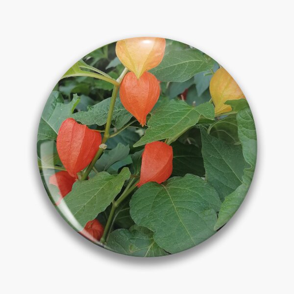 Item preview, Chinese Lantern Plant Orange Husks designed and sold by PhuongVoArt.