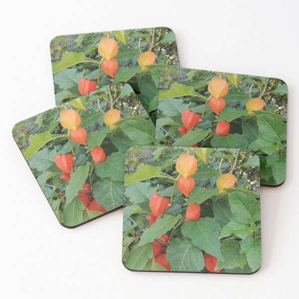 Item preview, Chinese Lantern Plant Orange Husks designed and sold by PhuongVoArt.