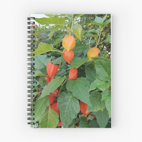 Item preview, Chinese Lantern Plant Orange Husks designed and sold by PhuongVoArt.