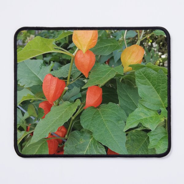 Item preview, Chinese Lantern Plant Orange Husks designed and sold by PhuongVoArt.