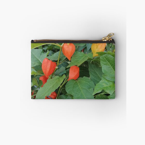 Item preview, Chinese Lantern Plant Orange Husks designed and sold by PhuongVoArt.
