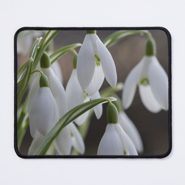 Item preview, winter snowdrops designed and sold by codaimages.