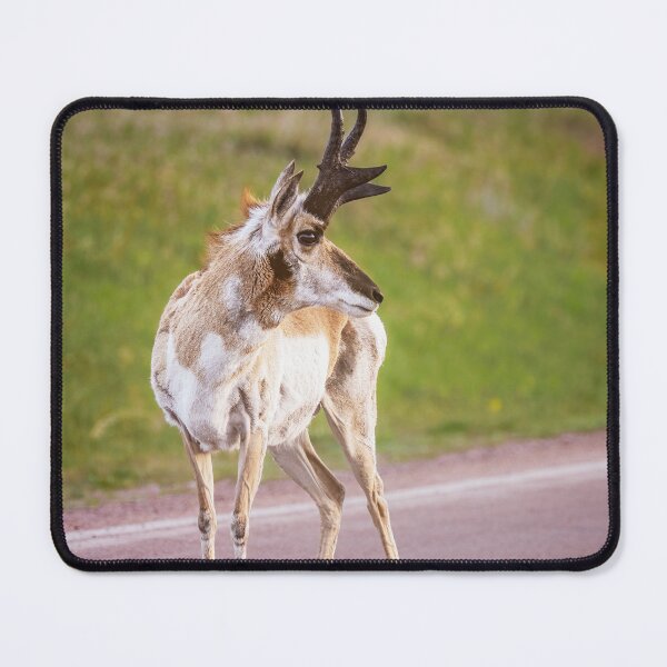 Item preview, Pronghorn in Badlands National Park South Dakota designed and sold by PhotoArt by Joan Carroll.