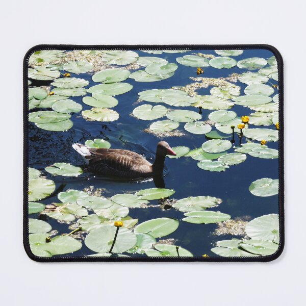 Item preview, Grey Leg Goose with Lilypads - Photo designed and sold by GenAumonier.