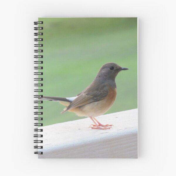 Item preview, Little Bird on a White Railing 1 - Photo designed and sold by GenAumonier.
