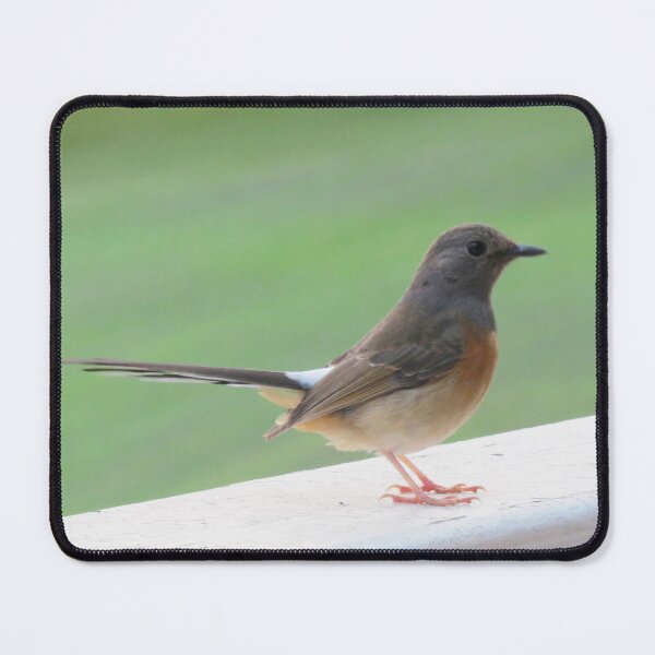 Item preview, Little Bird on a White Railing 1 - Photo designed and sold by GenAumonier.